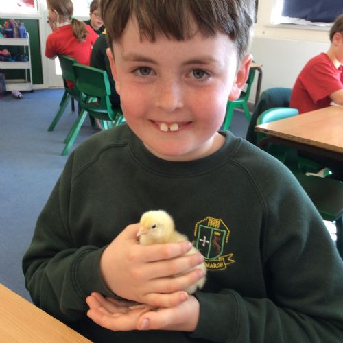 Chicks